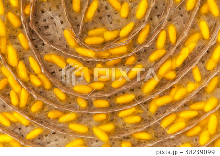 Yellow cocoon silkworm 38239099