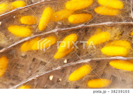 Yellow cocoon silkworm Yellow cocoon silkworm 38239103