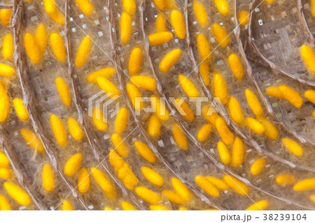 Yellow cocoon silkworm Yellow cocoon silkworm 38239104