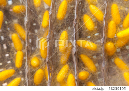 Yellow cocoon silkworm Yellow cocoon silkworm 38239105
