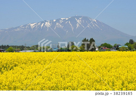 菜の花畑　岩手山バック 38239165