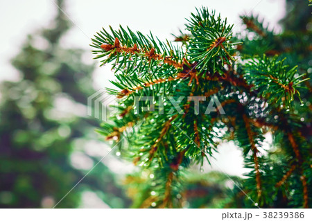 Branch of a coniferous tree macro 38239386