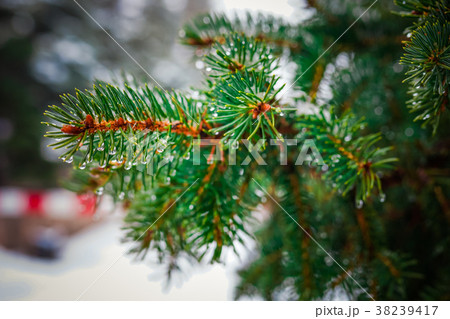 Branch of a coniferous tree macro 38239417