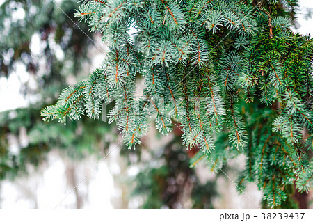 Branch of a coniferous tree macro Branch of a coniferous tree macro 38239437