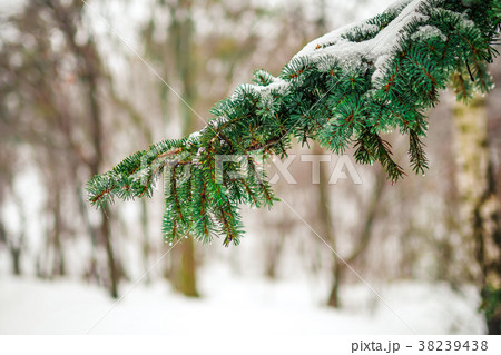 Branch of a coniferous tree macro Branch of a coniferous tree macro 38239438