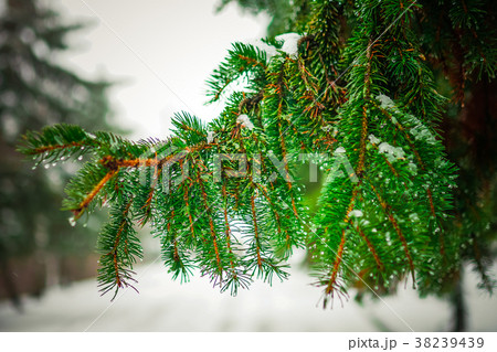 Branch of a coniferous tree macro Branch of a coniferous tree macro 38239439