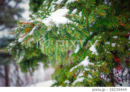 Branch of a coniferous tree macro Branch of a coniferous tree macro 38239444