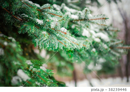 Branch of a coniferous tree macro 38239446