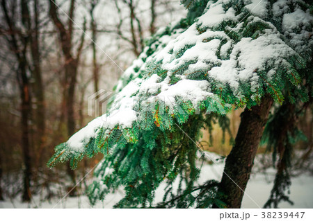 Branch of a coniferous tree macro 38239447