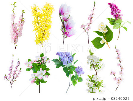 Cherry tree twig 38240022