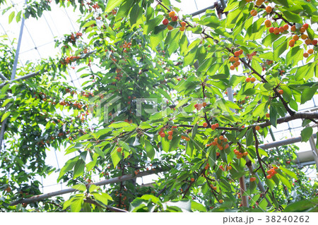 さくらんぼ狩り 38240262