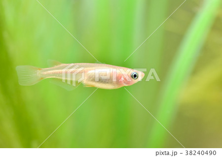 ヒメダカ 38240490
