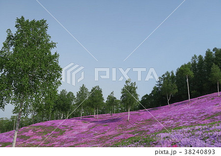 芝ざくら(北海道/滝上公園) 芝ざくら(北海道/滝上公園) 38240893