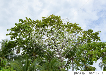 Exotic trees and sky in costa rica 38241264