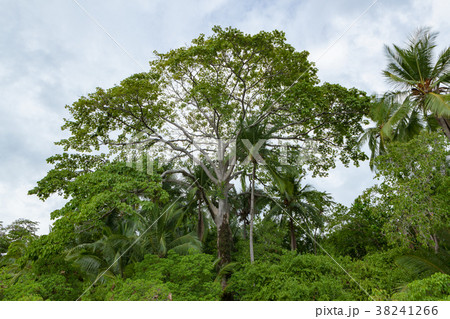 Exotic trees and sky in costa rica 38241266