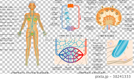 Lymphatic system 38241333