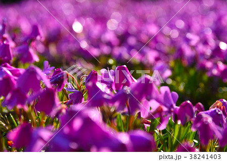 シバザクラ 38241403