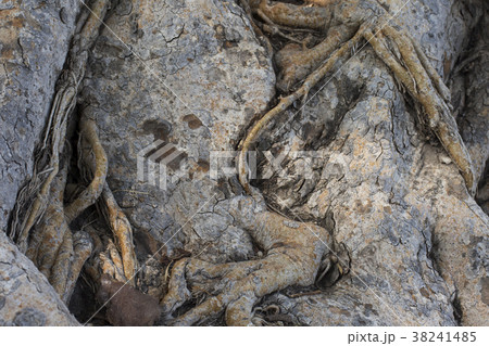 closeup tree bark and root background 38241485
