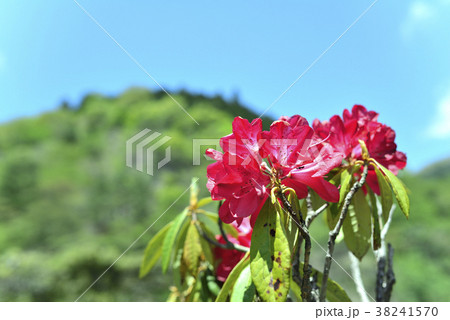 山に咲く花 38241570