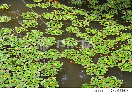 浮き草（弘前公園／青森県弘前市） 38241603