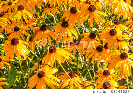 Black-Eyed-Susan flower bed 38241627