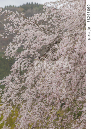 枝垂れ桜 枝垂れ桜 38243860