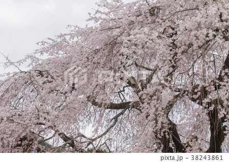 しだれ桜 38243861