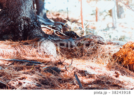 The roots of the trees and the yellow needles The roots of the trees and the yellow needles 38243918