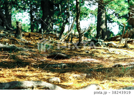 The roots of the trees and the yellow needles The roots of the trees and the yellow needles 38243919