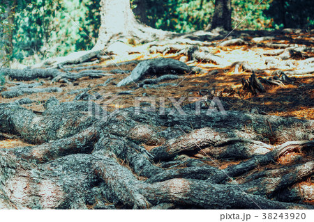 The roots of the trees and the yellow needles The roots of the trees and the yellow needles 38243920