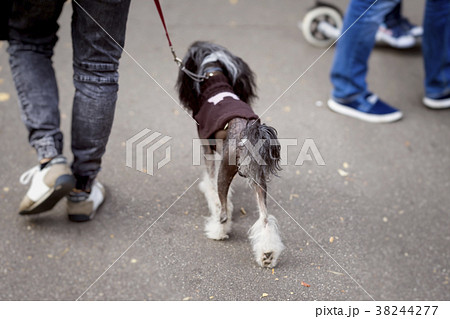 Young man with dog on leash, back to us, walking 38244277