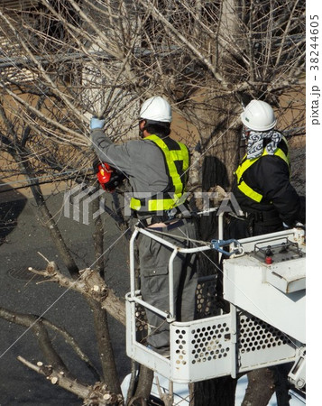 冬は街路樹剪定に最適な時期です 38244605