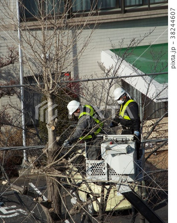 冬は街路樹剪定に最適な時期です 冬は街路樹剪定に最適な時期です 38244607