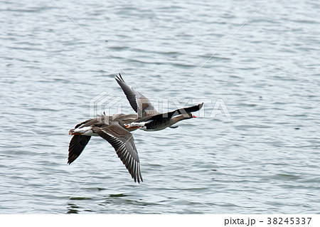 カリガネ~ガン類で日本での最小 カリガネ~ガン類で日本での最小 38245337