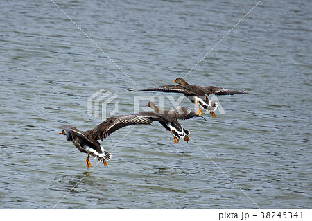 カリガネ～ガン類で日本での最小 38245341