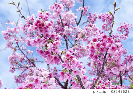 寒緋桜 寒緋桜 38245628