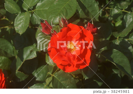 バラ バラ 38245981