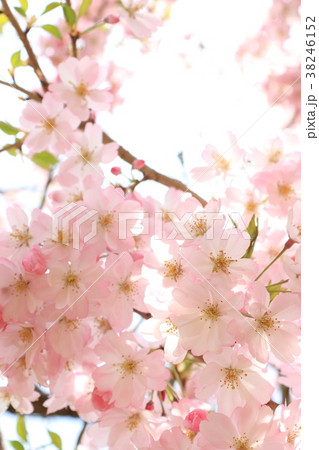 桜の花（思川桜） 38246152