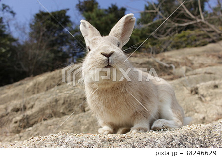 生意気ウサギ 生意気なうさぎの写真素材 [38246629] - PIXTA