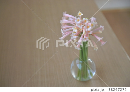 花瓶の花 キルタンサス 花瓶の花 キルタンサス 38247272