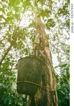 latex extracted from rubber tree 38247694