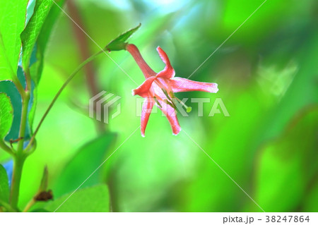 ウグイスカグラの花 38247864