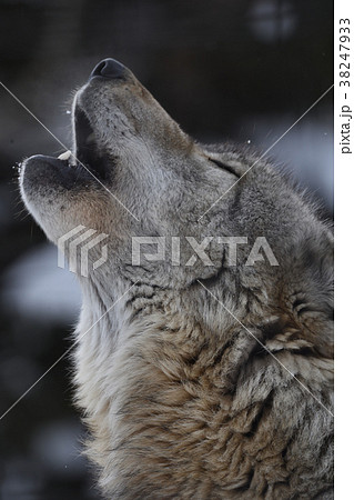 オオカミの遠吠えの写真素材