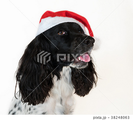 Beautiful female spaniel in a red cap of Santa 38248063