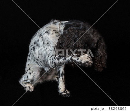 Beautiful female spaniel amuses his nose with a 38248065