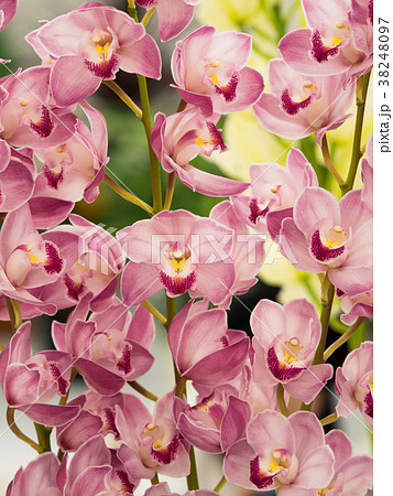 シンビジウム シンビジウム 38248097