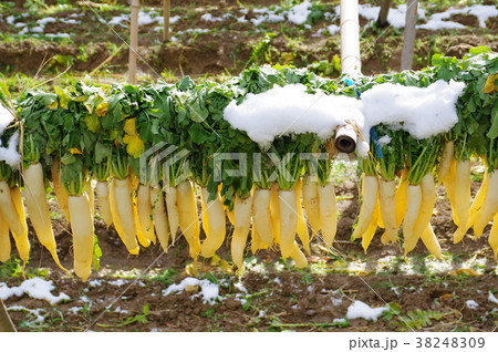 干し大根 干し大根 38248309