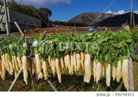 干し大根 干し大根 38248321