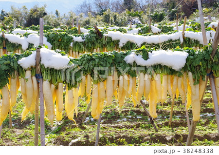 干し大根 38248338