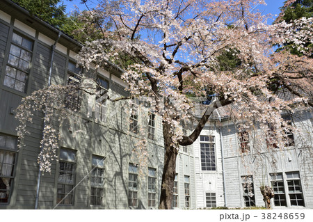 桜と旧制松本高等学校本館 38248659